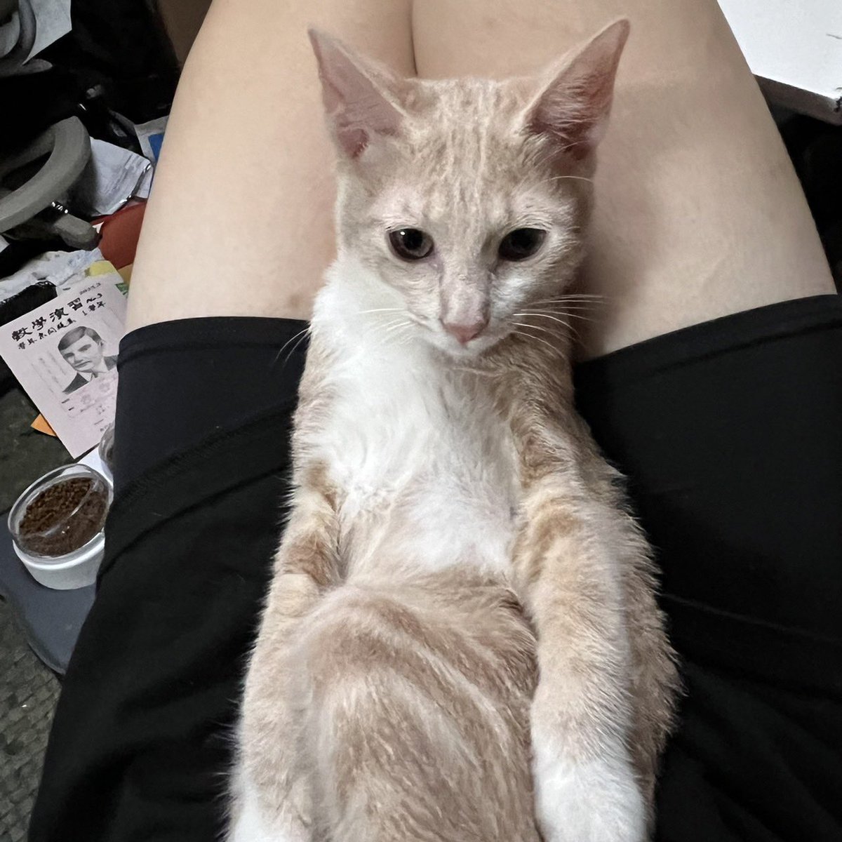 lilyraykay's tweet photo. 息子が保存してたぽむにゃん❤️
ちっちゃかったなー💕
右が現在(*^ーﾟ)b 
#猫好きな人と繋がりたい #ねこ #ねこのいる幸せ #ぽむにゃん❤️ https://t.co/ly4sXQhSUN