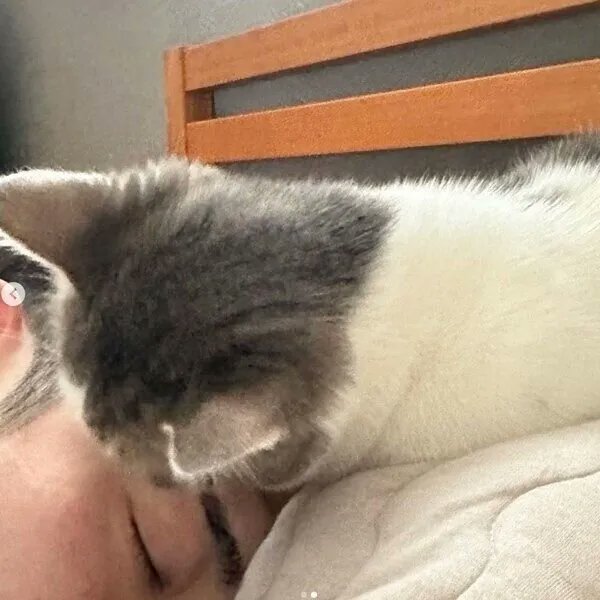 「早朝4時にパパさんの枕を占領する猫 顔をペロペロなめる「可愛いすぎる理由」に胸キ」|ごる猫 Σ(っ=ΦωΦ)っのイラスト