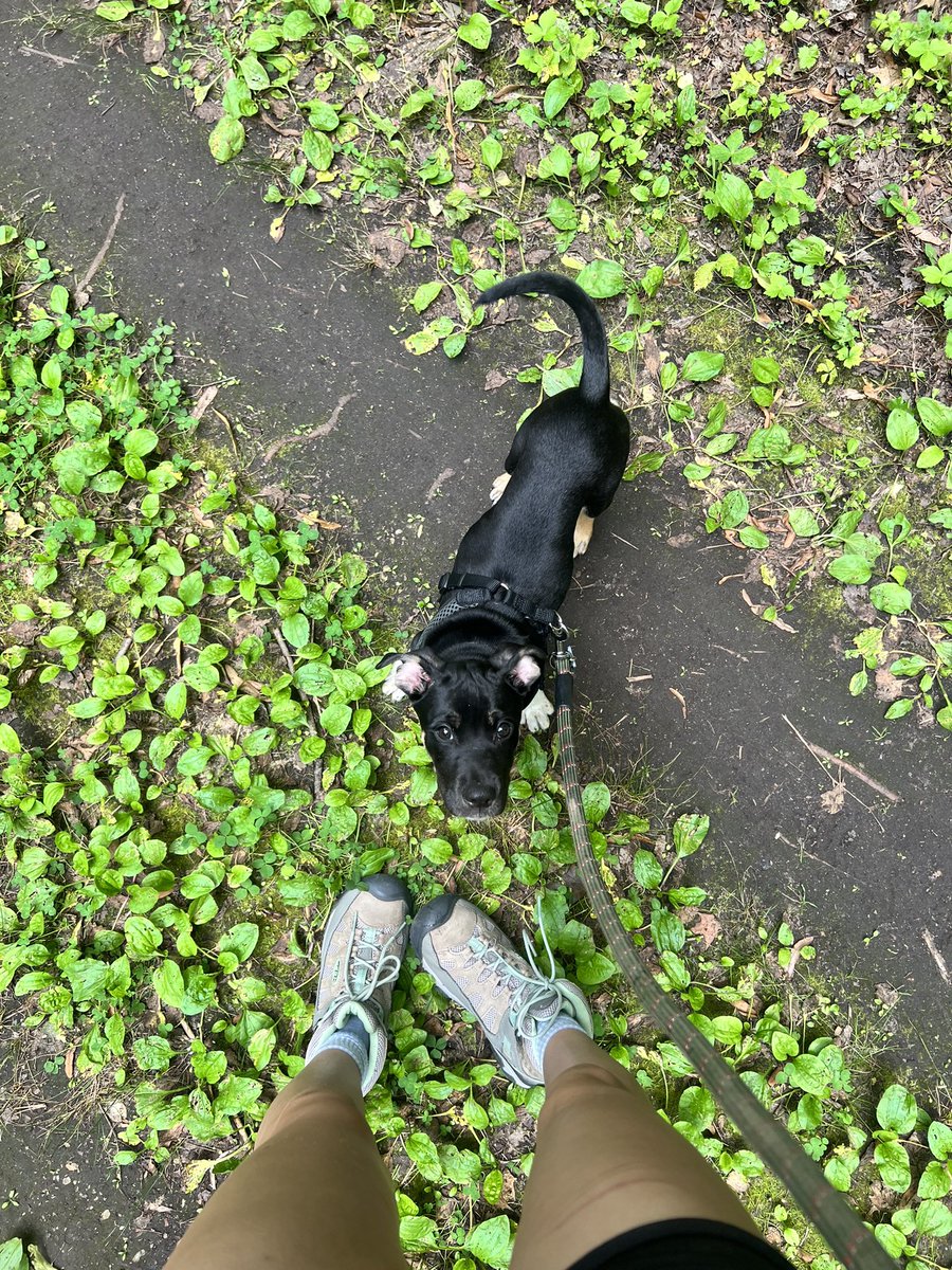 loseehailey's tweet photo. @JonahMarais i rescued my very first puppy a few weeks ago look how cute he is! https://t.co/y3RIkLvXjH