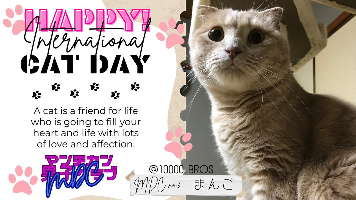 10000_bros's tweet photo. 今日は世界ねこの日🐈
人間と猫の友情を深めあうとともに猫に安全な生活を提供することを誓う日です😍💕
世界中のおともにゃちが健やかにそして幸せに暮らしていけますように😆👏💞
#世界ねこの日
#InternationalCatDay 
#愛猫親ばか祭り
#マンチカン男子クラブMDC https://t.co/qjigGjctM7