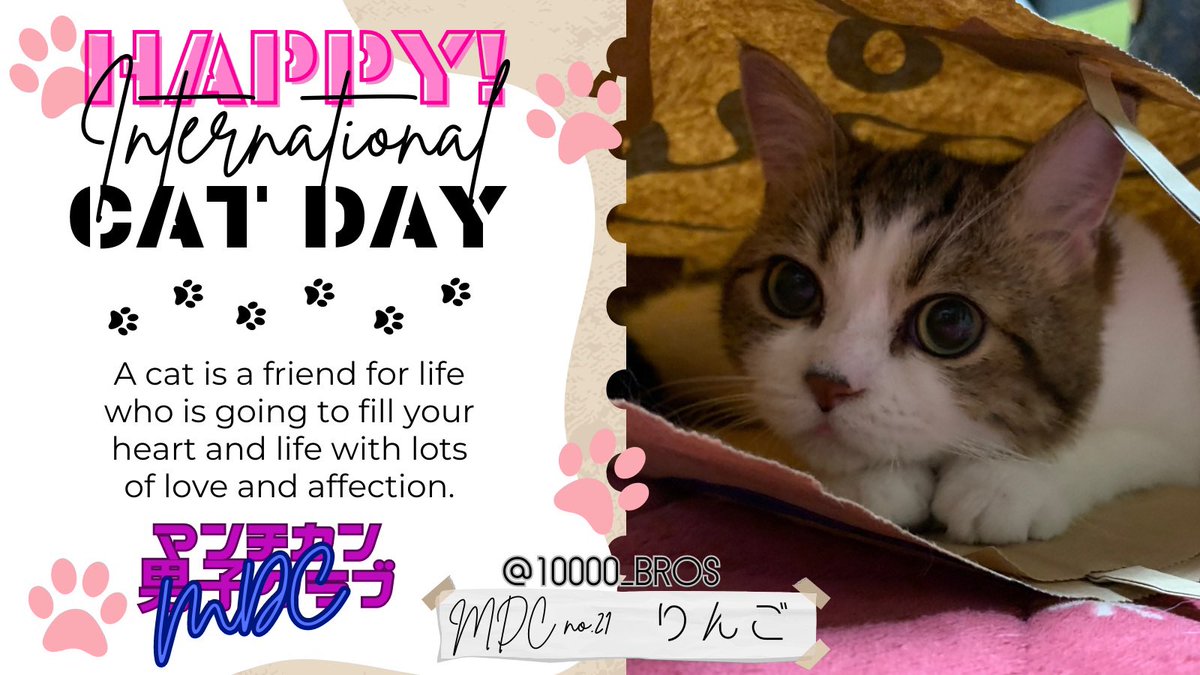 10000_bros's tweet photo. 今日は世界ねこの日🐈
人間と猫の友情を深めあうとともに猫に安全な生活を提供することを誓う日です😍💕
世界中のおともにゃちが健やかにそして幸せに暮らしていけますように😆👏💞
#世界ねこの日
#InternationalCatDay 
#愛猫親ばか祭り
#マンチカン男子クラブMDC https://t.co/qjigGjctM7