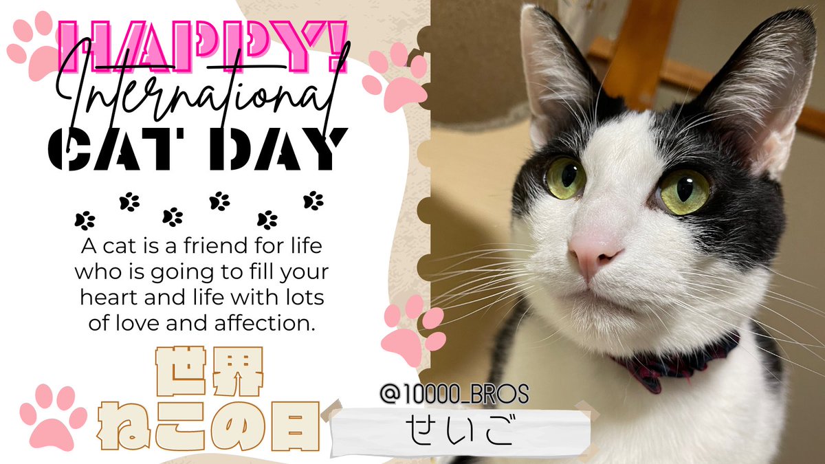 10000_bros's tweet photo. 今日は世界ねこの日🐈
人間と猫の友情を深めあうとともに猫に安全な生活を提供することを誓う日です😍💕
世界中のおともにゃちが健やかにそして幸せに暮らしていけますように😆👏💞
#世界ねこの日
#InternationalCatDay 
#愛猫親ばか祭り
#マンチカン男子クラブMDC https://t.co/qjigGjctM7
