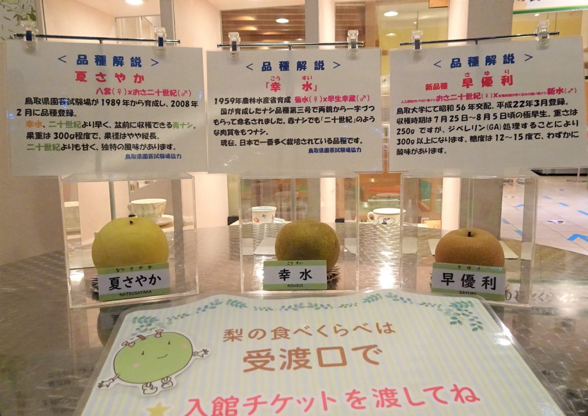 🍐3種の梨の食べくらべ🍐
3種類の梨を2切ずつカップに入れて、1人1日1カップお渡ししています

現在は
・夏さやか（なつさやか）
・幸水（こうすい）←new✨
・早優梨（さゆり）

氷温貯蔵していた昨年収穫の梨が終了し、3種すべてがこの夏穫れたての梨になりました。ぜひ旬の味を味わってみてください