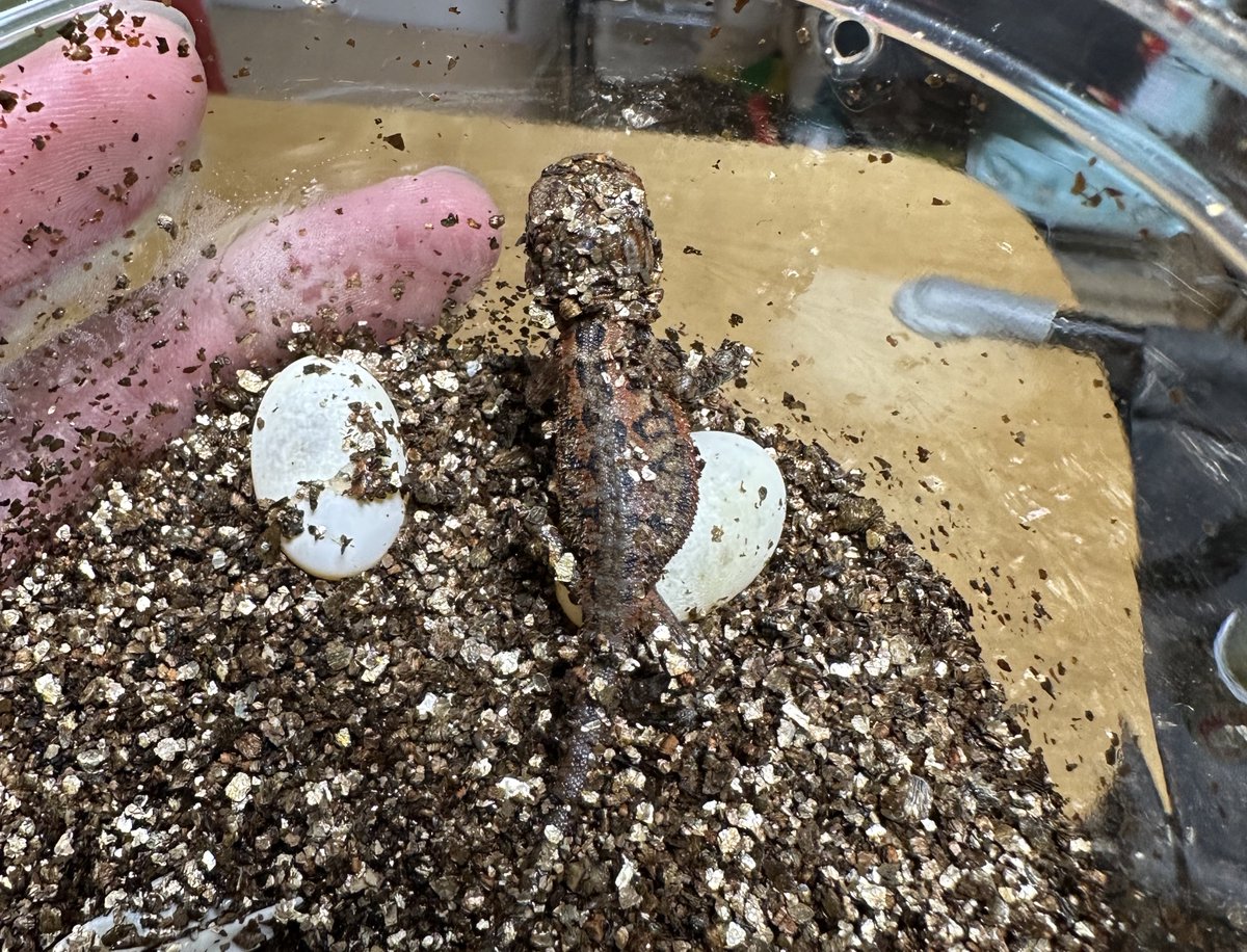 621Kentaro's tweet photo. この管理方法で無事、孵化し始めました！🦎
#爬虫類好きと繋がりたい 
#フトアゴ #フトアゴヒゲトカゲ https://t.co/tD9VWCaTrp