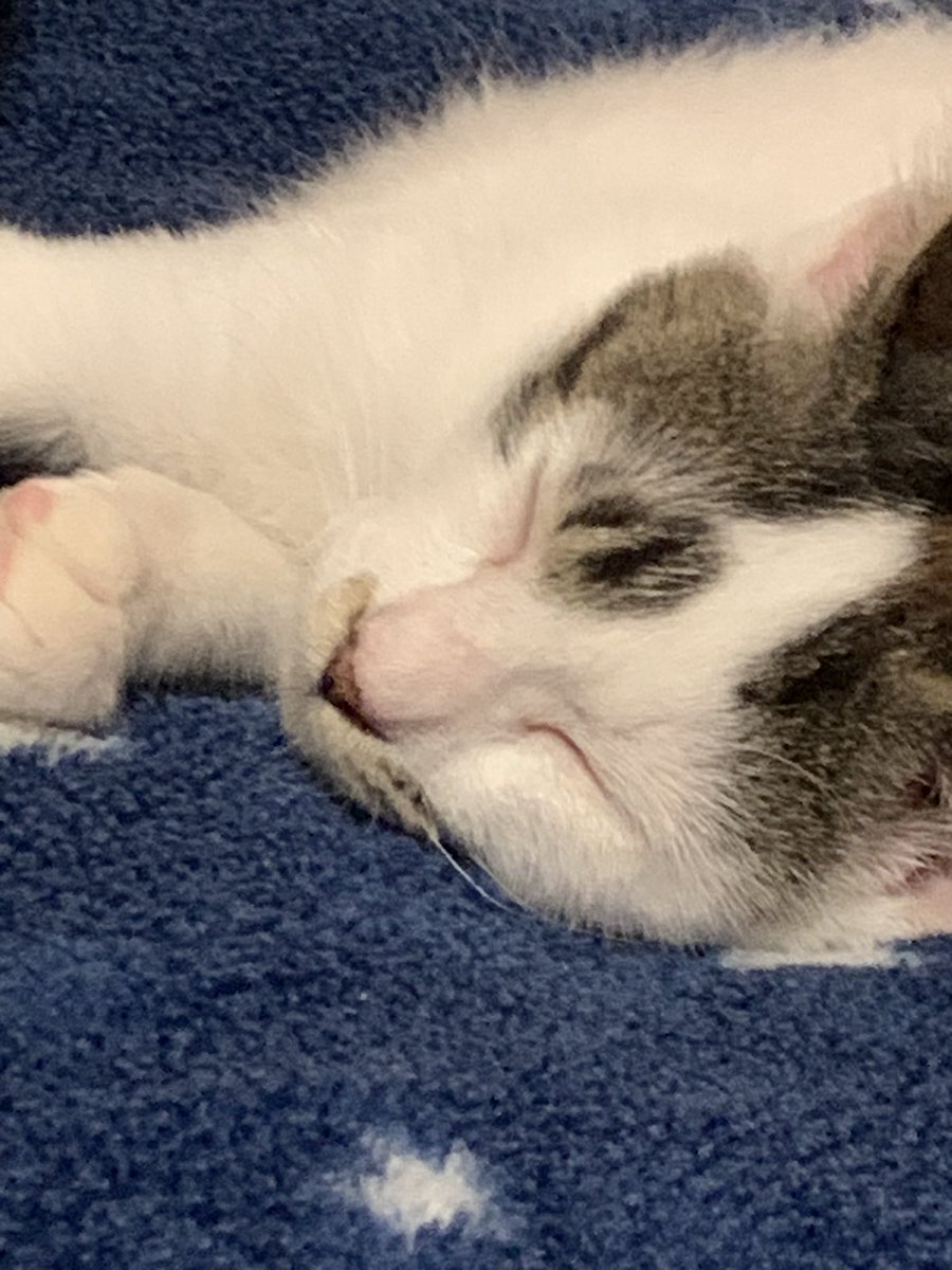 ov_mx2's tweet image. コイツ〜Uターン台風🌀が来る前に連れて来れて良かったけどいまだにシャーして来る😫