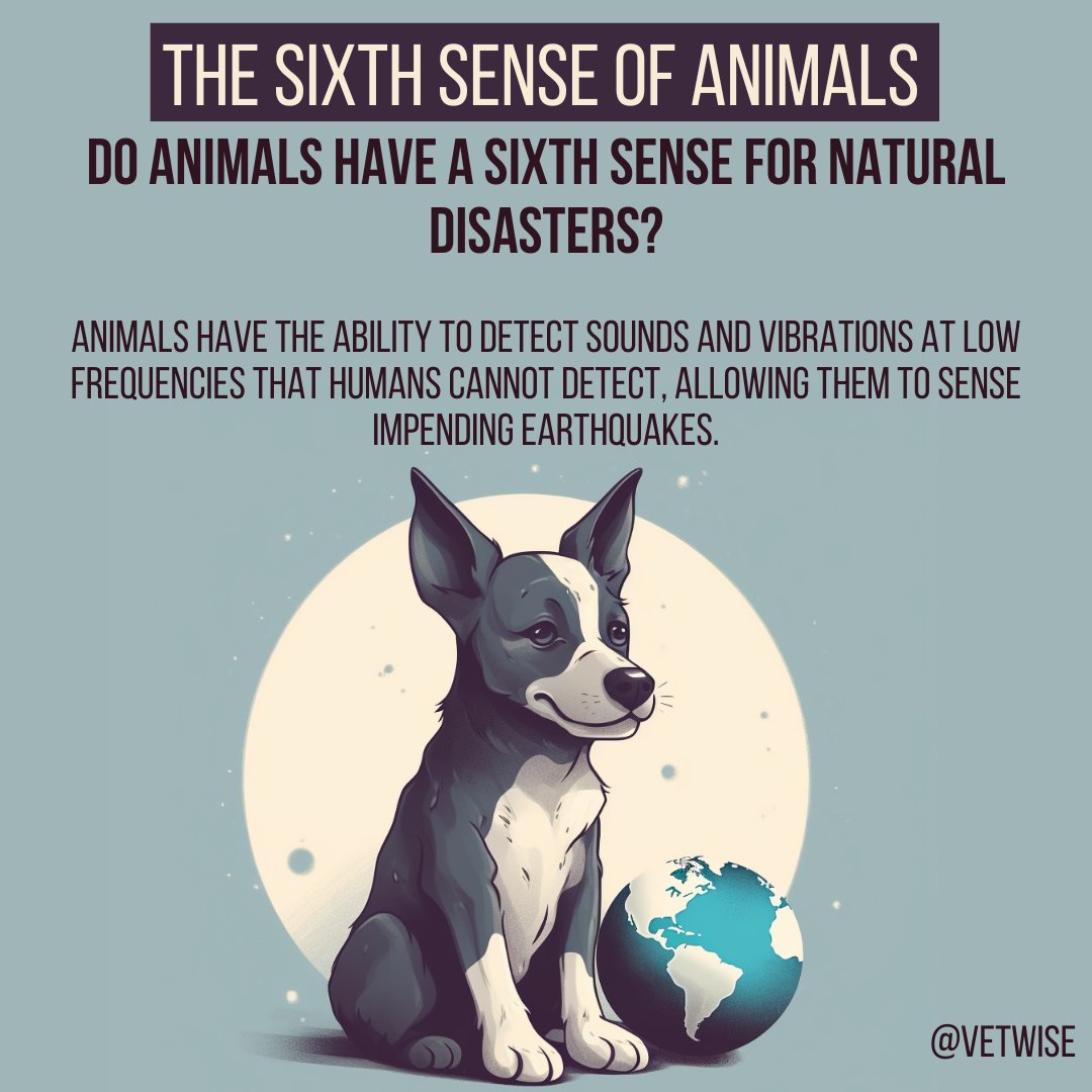 The sixth sense of animals

Do animals have a sixth sense for natural disasters?

Animals have the ability to detect sounds and vibrations at low frequencies that humans cannot detect, allowing them to sense impending earthquakes.

#disaster #dogs #animals #vet #sense #vetwise