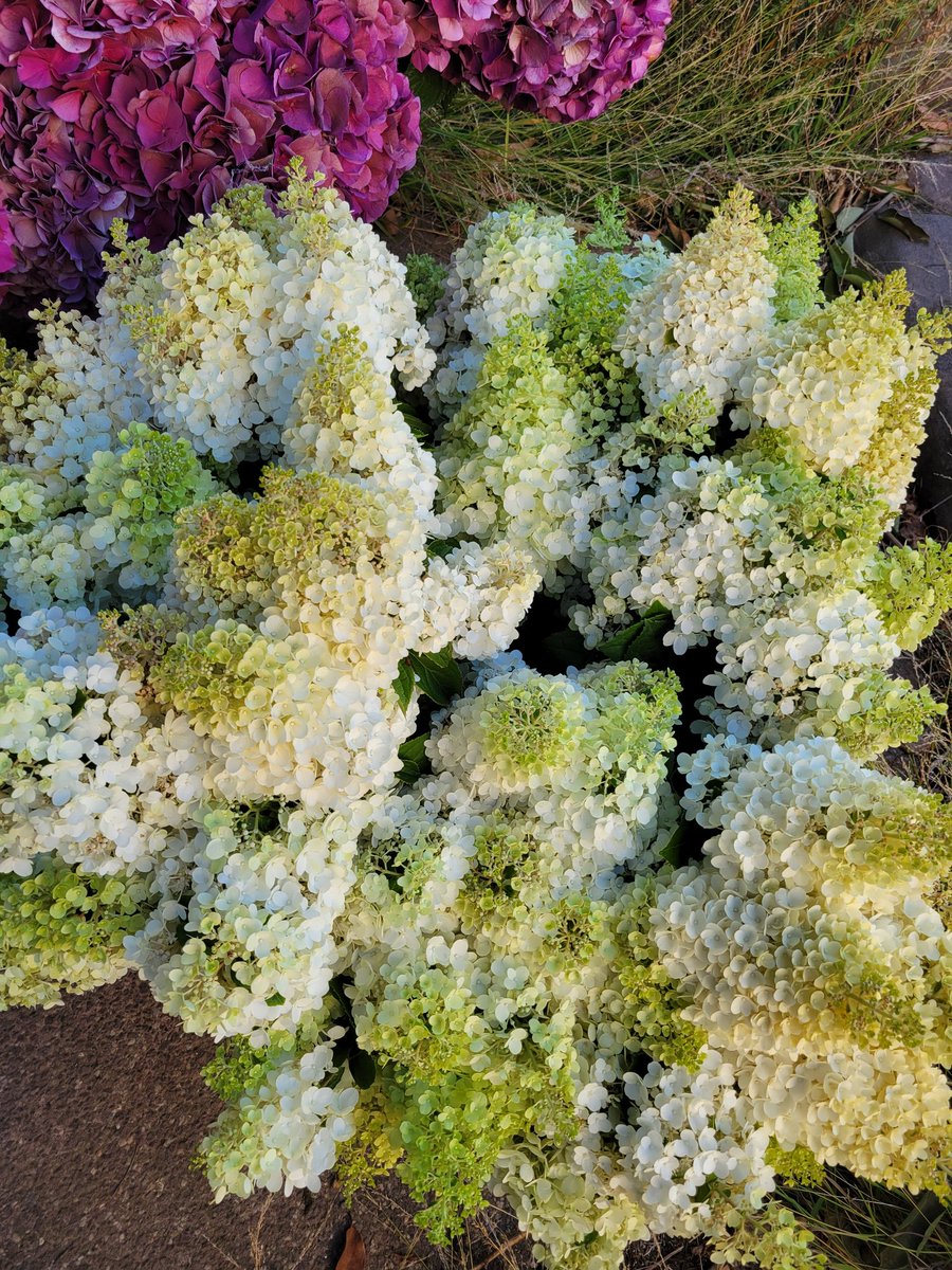LunaNightA7X's tweet photo. Hydrangea order complete for tomorrow morning ๐๐๐
Mission accomplished ๐ค
Ready for pick up.
#Agriculture #FarmLife
#FlowerFarmLife
#Hydrangea
#FarmGirl ๐๐๐๐ https://t.co/DJaKdWKpvG