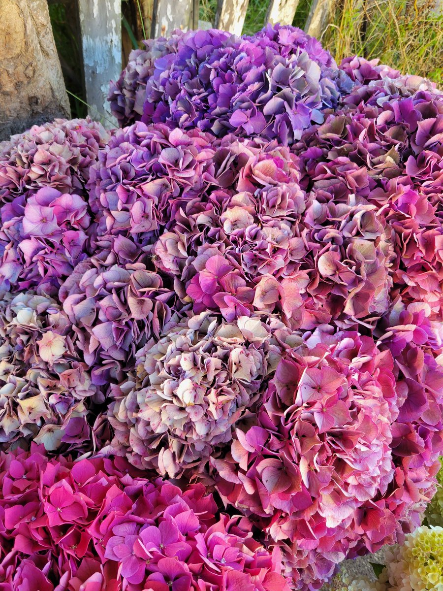 LunaNightA7X's tweet photo. Hydrangea order complete for tomorrow morning ๐๐๐
Mission accomplished ๐ค
Ready for pick up.
#Agriculture #FarmLife
#FlowerFarmLife
#Hydrangea
#FarmGirl ๐๐๐๐ https://t.co/DJaKdWKpvG