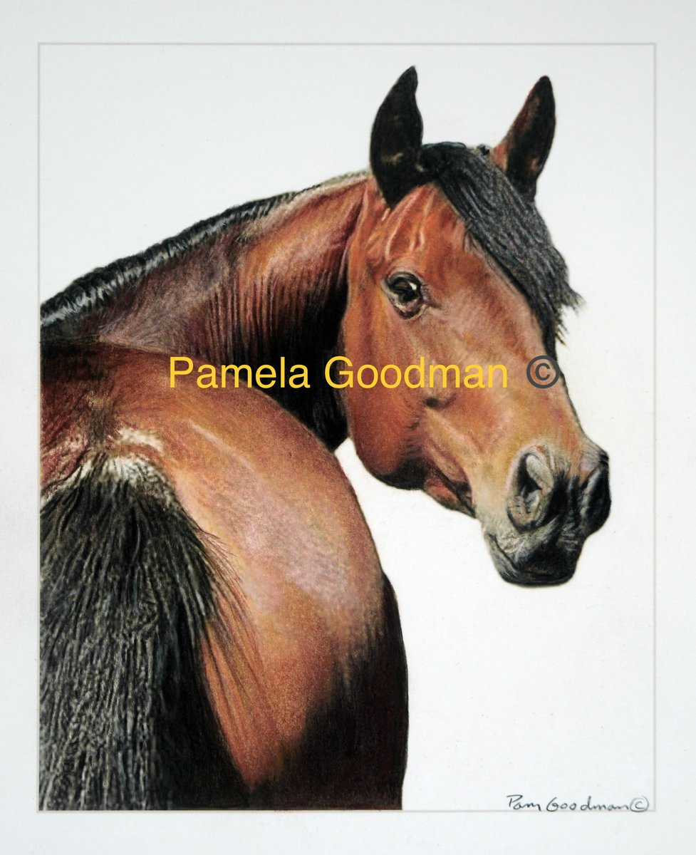 MEMORIALIZE your pet.  Give the most thoughtful gift to a friend who is grieving their pet loss
pamelagoodman.zenfolio.com

#gifts #horses #dogs #memorials  #petloss #peturn #petportrait #petportraits #petportraitartist #custompetportraits  #petportraitsartist #petportraitcommission