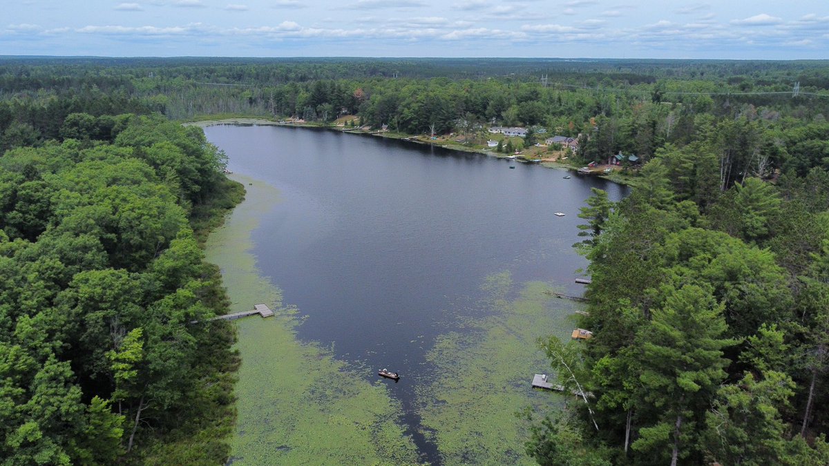MollyEngelman's tweet image. Only two weeks left in the field season… going strong… definitely not counting milfoil leaflets in my dreams… #MacrophyteMonday 🤯