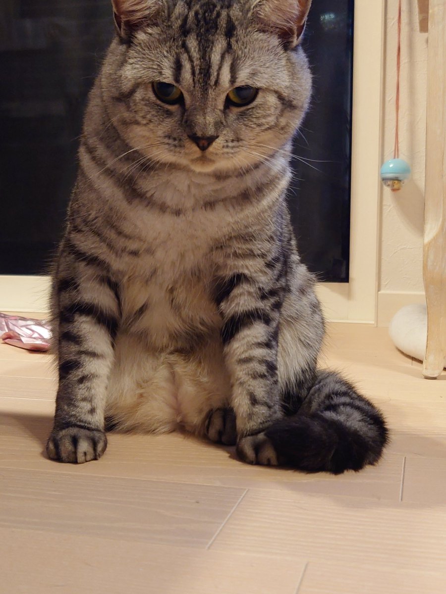 nikogetwell's tweet photo. 今日は手揃えてニャイからにゃ🤣
#ねこ 
#猫がいる暮らし 
#猫好きさんと繋がりたい https://t.co/5EMg9eOO5s