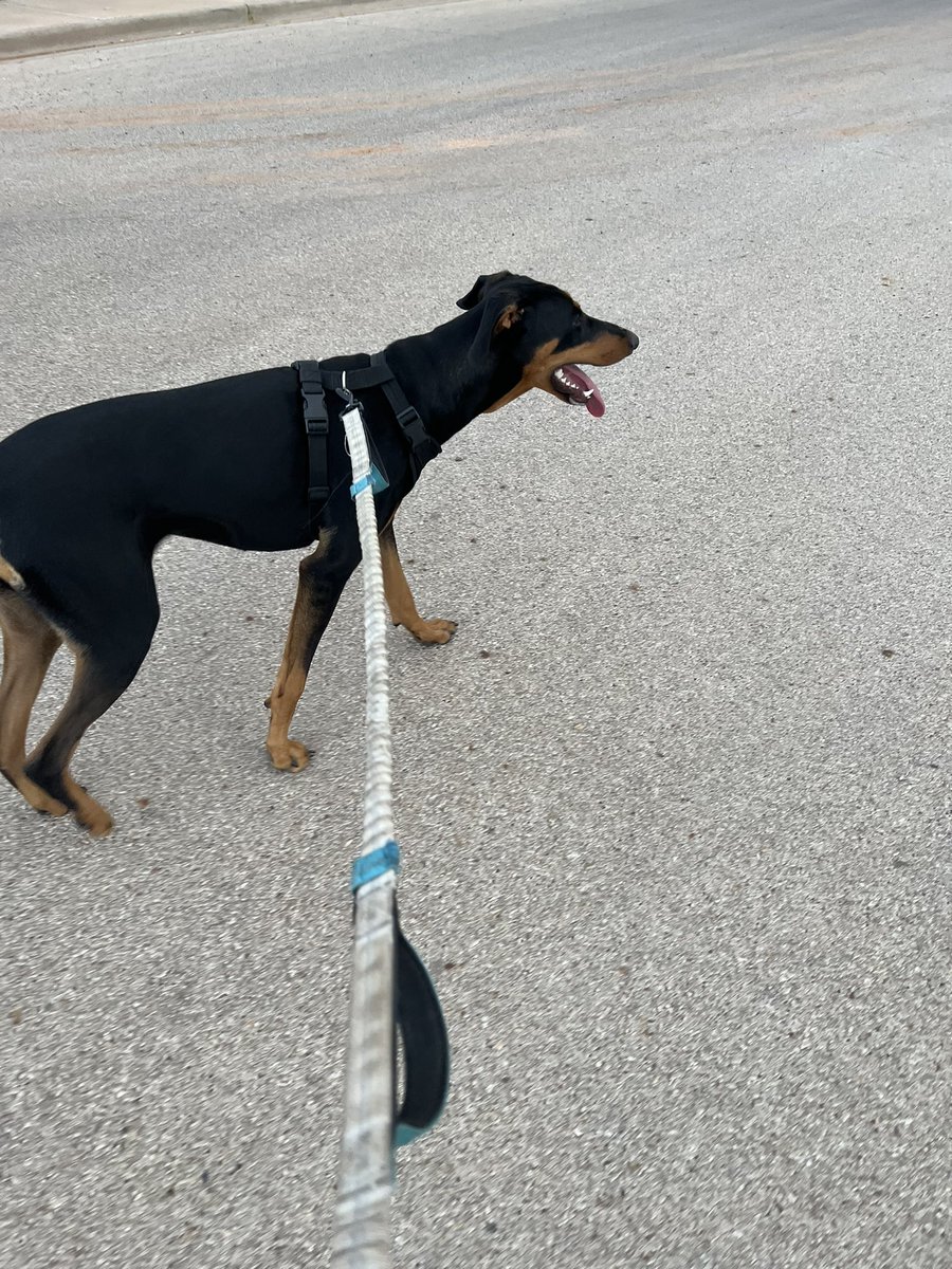 sean110423's tweet image. Easy 30 minutes on a hot and humid evening after a long day back at school. Ran 3.09 miles with Nike⁠ Run Club #nrc #marathontraining #dogrunning #mondaymotivation #texas #hotandhumid
