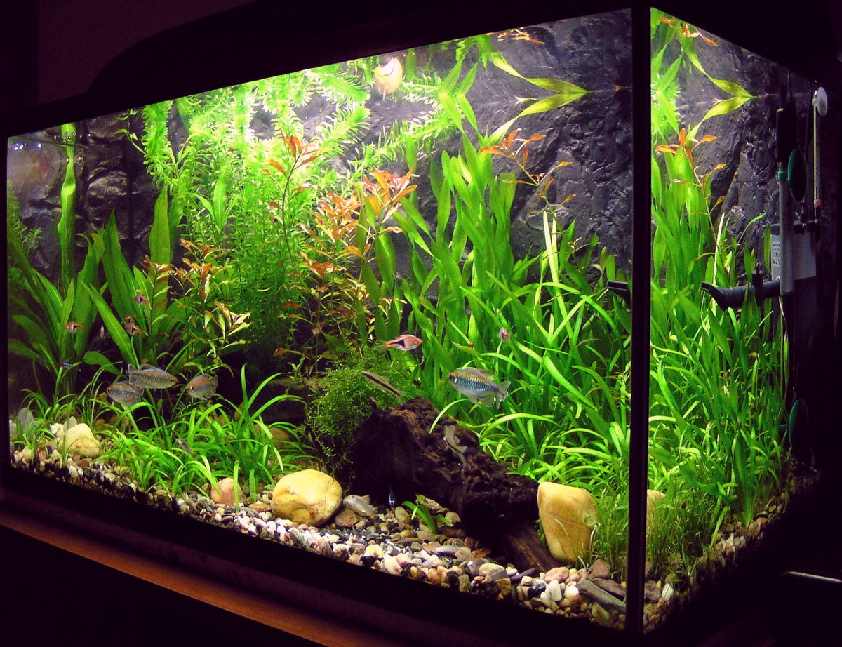 AW_SanDiego's tweet image. Everything you need to know about fertilizing a planted aquarium: bit.ly/43VO9Hb

.
#aquaticwarehouse #fishtank #freshwater #plantedaquarium #plantstagram #plantedtank #aquariums #hobby #fertilizer #aquascaping