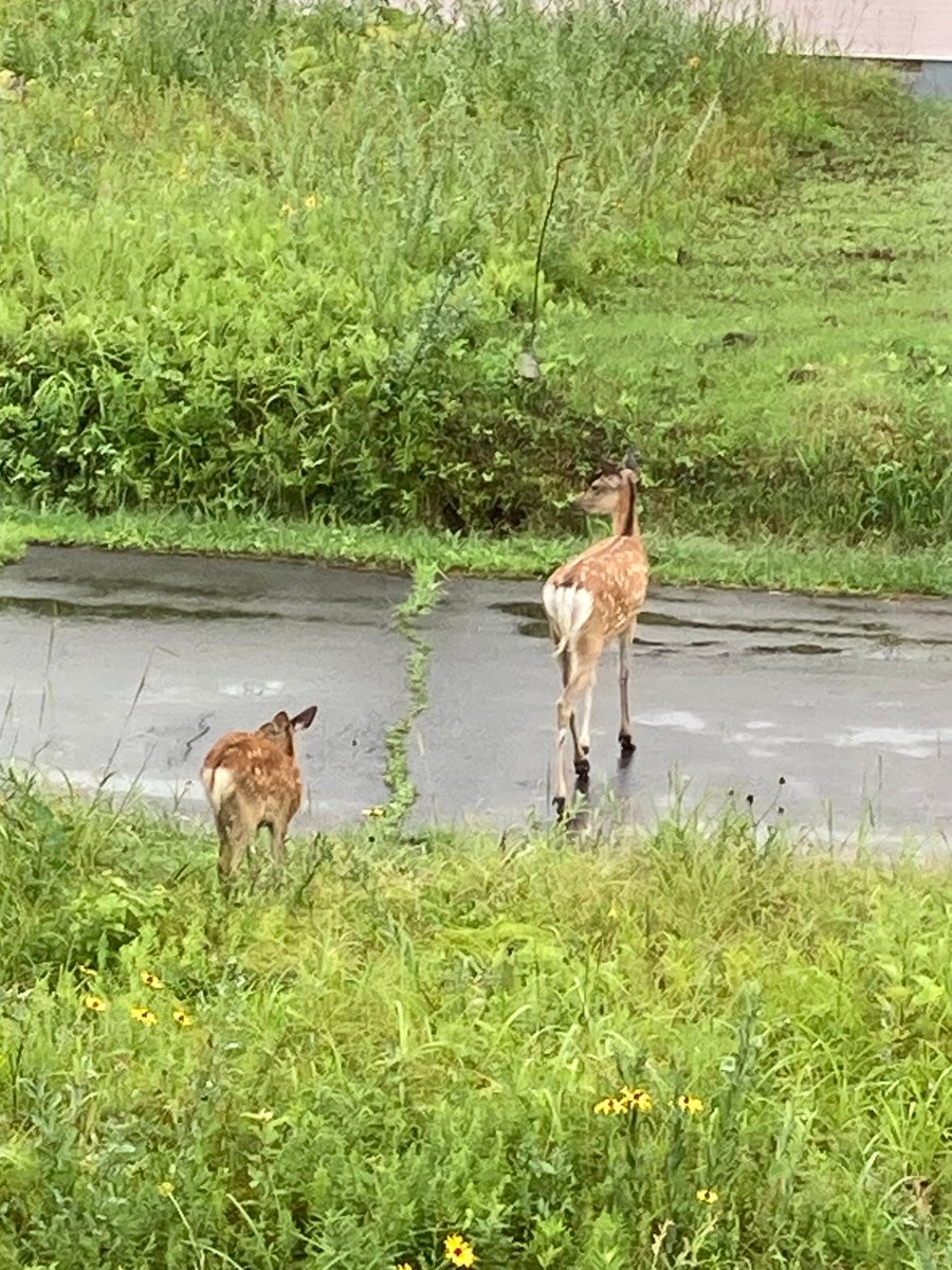 PJHD_1101's tweet photo. 北海道のスタッフからこんな写真が届いたﾍﾟﾝ！
窓からエゾシカの親子が民家付近で草をはみはみ🌱
コレ、日常の光景なんだって😲都会に出没するとテレビのニュースになっちゃうけど💦
この町は人間より鹿の数が多いかも…
#企業公式相互フォロー
#企業公式夏のフォロー祭 https://t.co/72D2vkPz3L