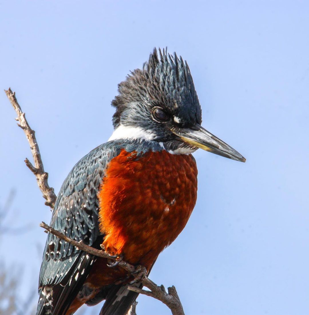 wdushfshnf85067's tweet photo. Male kingfisher (Megaceryle torquata).😮😮😮
。
。
。
。
。
。
。
。
。
#birdsofchile #鳥 #chileaves #chiloe #birdswatching #birds #birdslovers #photooftheday #avesdechile #поездка #instaphoto #vögel #bird #wild #naturelovers #wildlifephotography #emplumados_ #naturephoto https://t.co/KcOQxs7Ww4