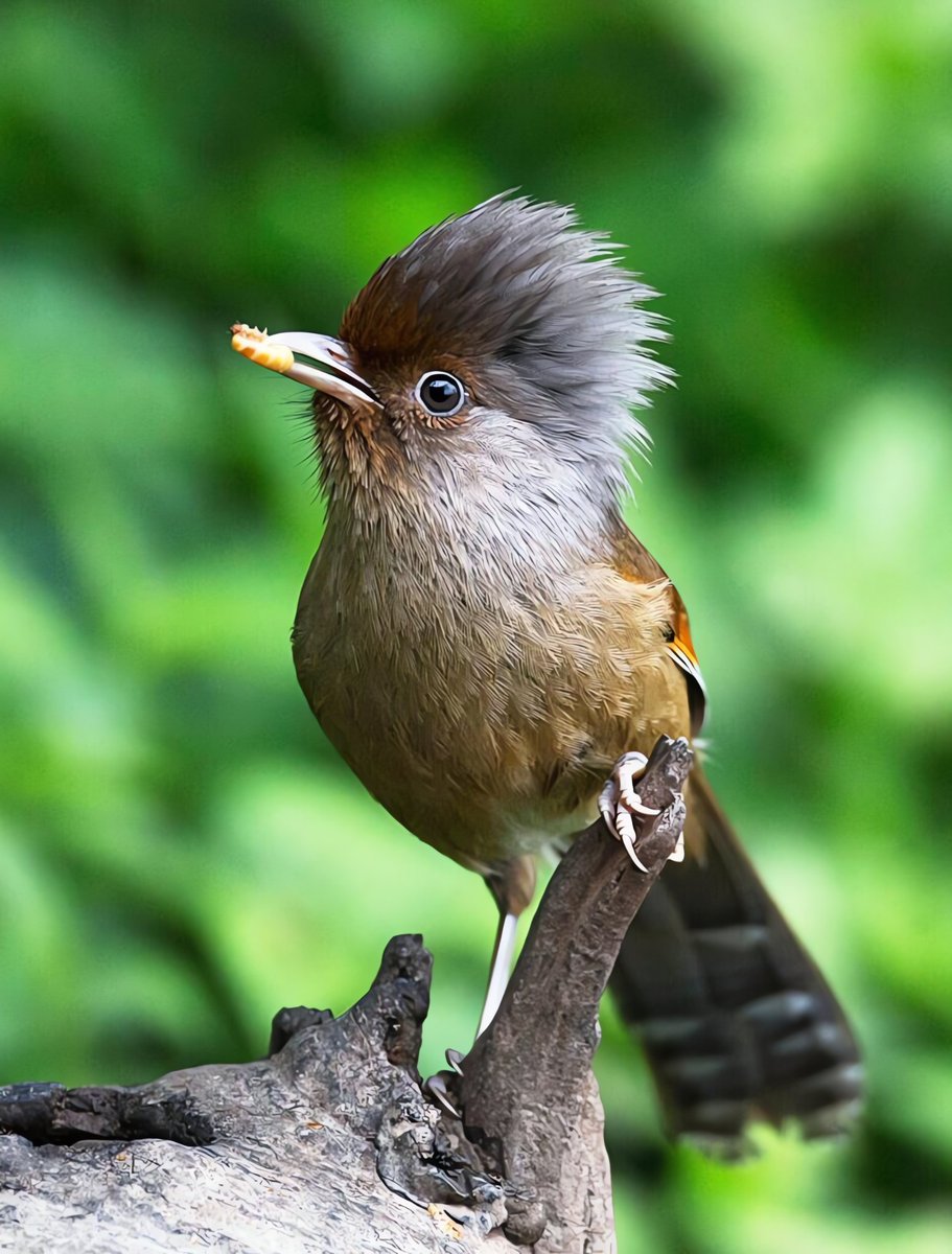 BirdsChina's tweet photo. Guess the name of the bird🤪

#birds #nature #photos #LovelyBirdsInChina https://t.co/A6utOeHyBK