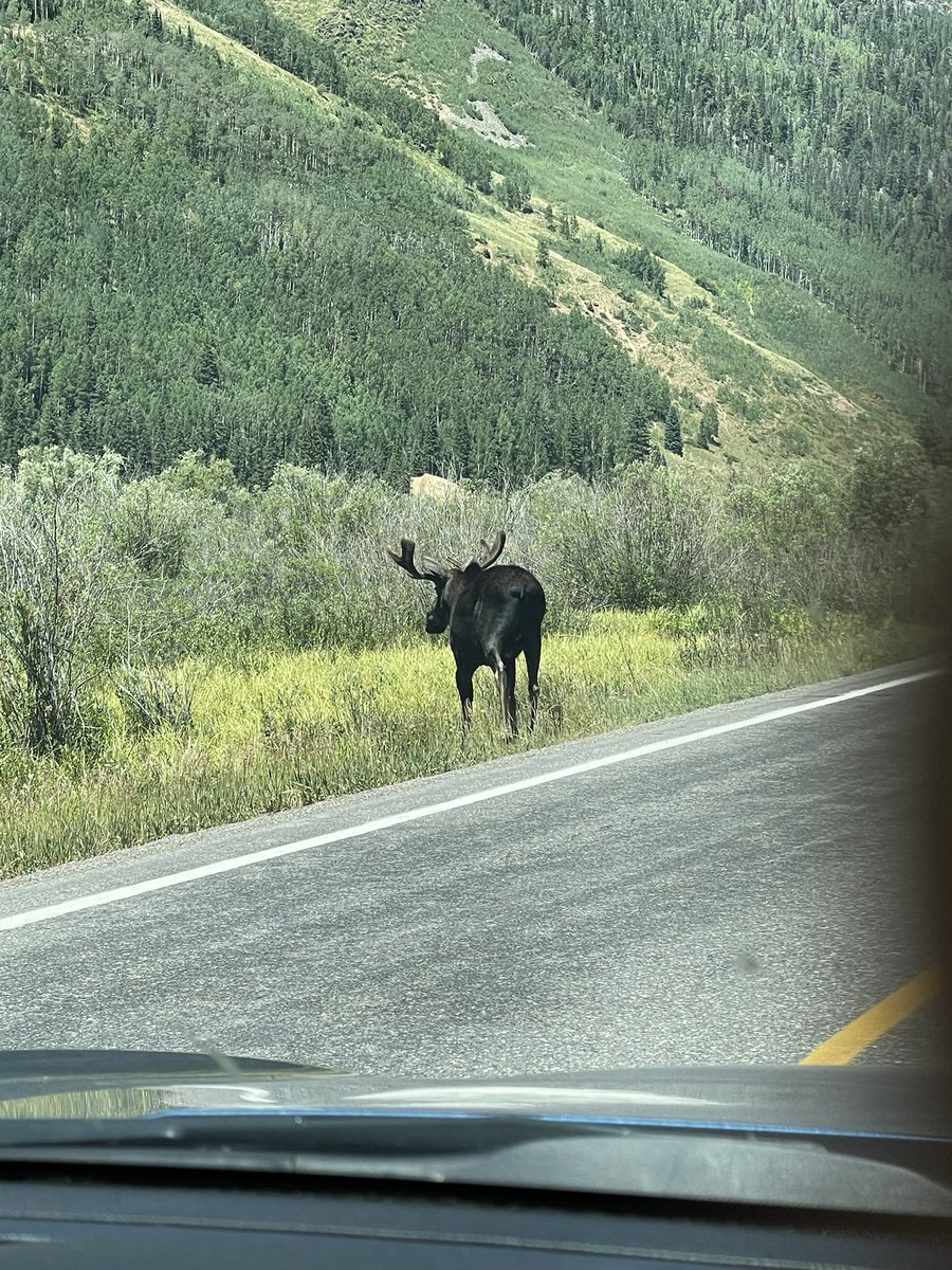 KennethEDaniell's tweet photo. Nothing like slamming on your break on the Million Dollar Highway to avoid hitting a moose. #makingmemories https://t.co/K2414sE52y