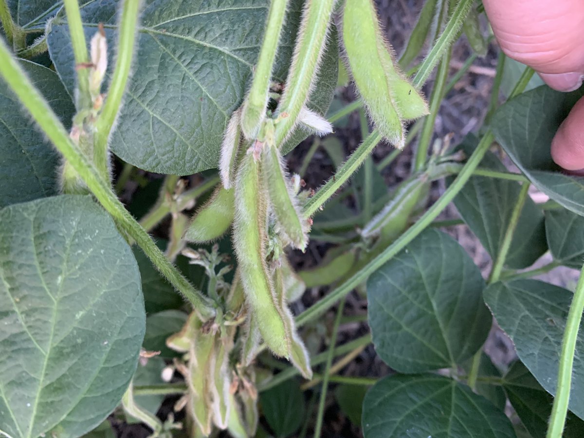 4151E3 Agrigold puttin on 4 bran pods in a drought year? Heck ya! This variety is a beast! #missouriagrigold