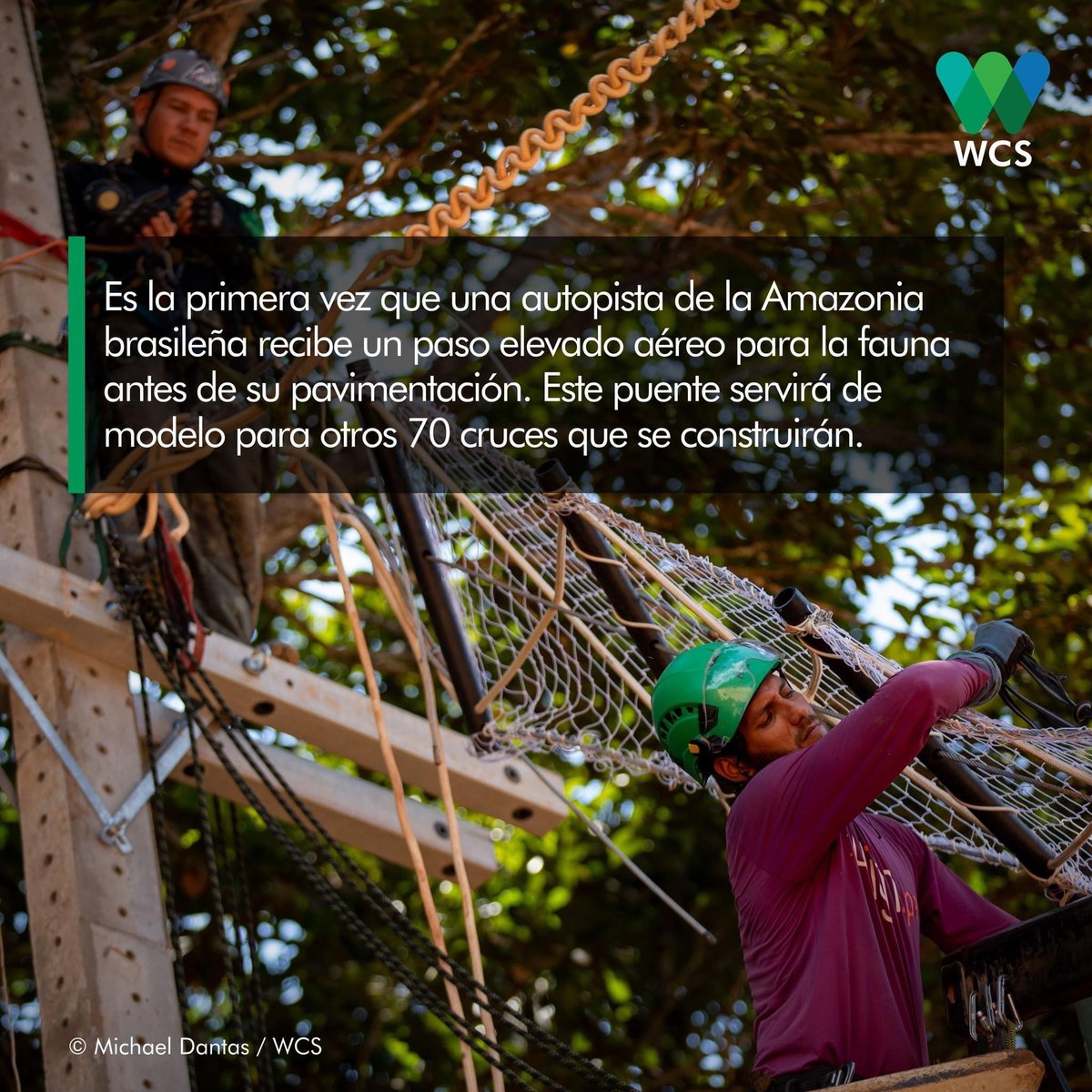 WCSEcuador's tweet photo. #NoticiasWCS | Te invitamos a descubrir esta iniciativa de nuestros colegas de @wcsbrasil1. 🇧🇷 😉 Un "puente sobre los #Árboles" para proteger a los primates y otros animales de la mortalidad en las vías. 🌳🐒
¡Descubre más! ➡️ https://t.co/qvSU2oJQgp
🖐💚💙 https://t.co/mY7hrr4cJO