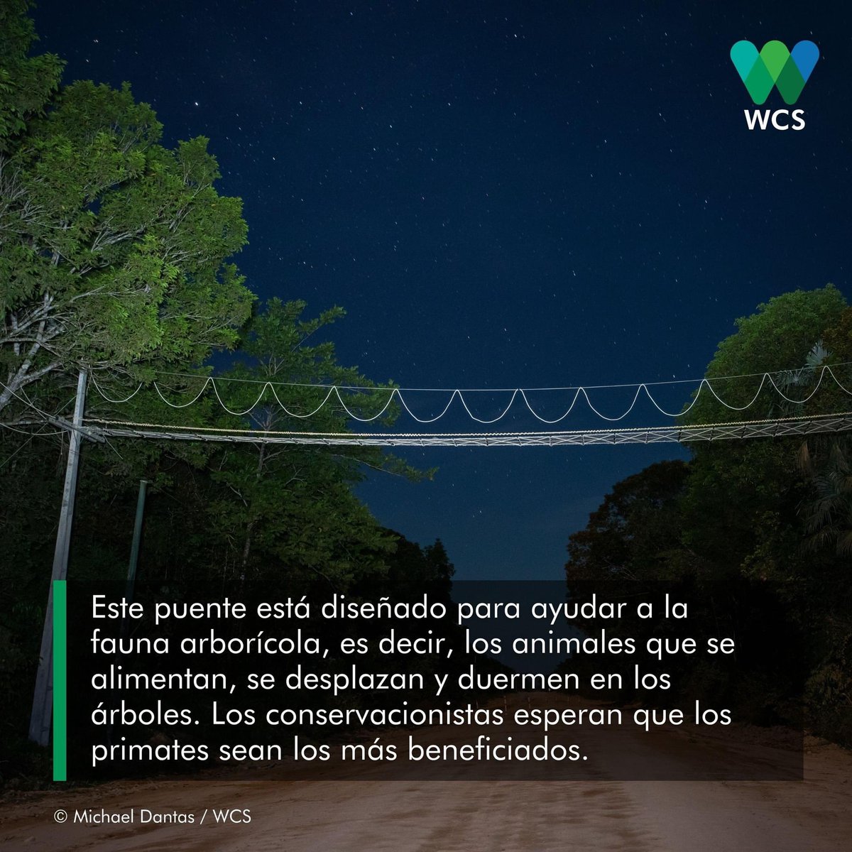 WCSEcuador's tweet photo. #NoticiasWCS | Te invitamos a descubrir esta iniciativa de nuestros colegas de @wcsbrasil1. 🇧🇷 😉 Un "puente sobre los #Árboles" para proteger a los primates y otros animales de la mortalidad en las vías. 🌳🐒
¡Descubre más! ➡️ https://t.co/qvSU2oJQgp
🖐💚💙 https://t.co/mY7hrr4cJO