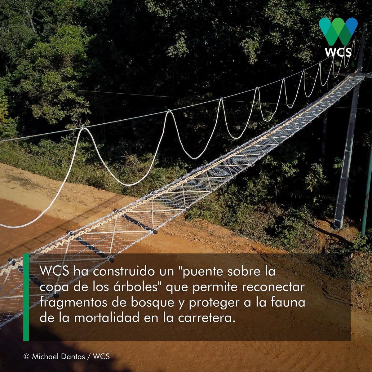 WCSEcuador's tweet photo. #NoticiasWCS | Te invitamos a descubrir esta iniciativa de nuestros colegas de @wcsbrasil1. 🇧🇷 😉 Un "puente sobre los #Árboles" para proteger a los primates y otros animales de la mortalidad en las vías. 🌳🐒
¡Descubre más! ➡️ https://t.co/qvSU2oJQgp
🖐💚💙 https://t.co/mY7hrr4cJO