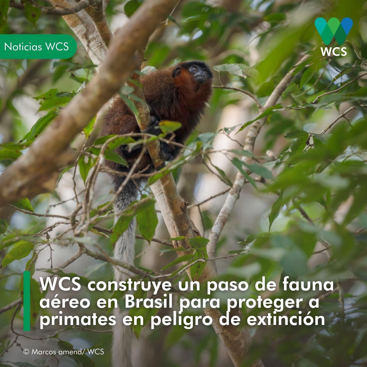 WCSEcuador's tweet photo. #NoticiasWCS | Te invitamos a descubrir esta iniciativa de nuestros colegas de @wcsbrasil1. 🇧🇷 😉 Un "puente sobre los #Árboles" para proteger a los primates y otros animales de la mortalidad en las vías. 🌳🐒
¡Descubre más! ➡️ https://t.co/qvSU2oJQgp
🖐💚💙 https://t.co/mY7hrr4cJO