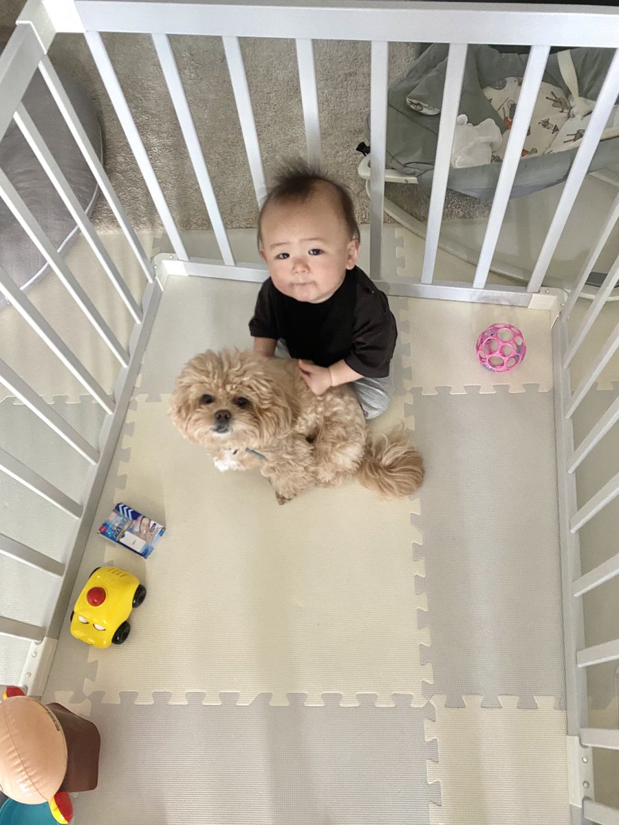 comani_rita's tweet photo. くっつき虫2人がくっつきあっていました👶🏻🧸💗保育園からギャン泣きで帰ってきた坊ちゃんを心配してすぐ駆け寄ってたお姉ちゃん。弟心配しててすごいかわいかた😢優しいお姉ちゃんがいてしあわせだね！！昨夜はごはん中グズグズでずっとママにくっついてた坊ちゃんでした。ばく https://t.co/2J22rU9CzJ