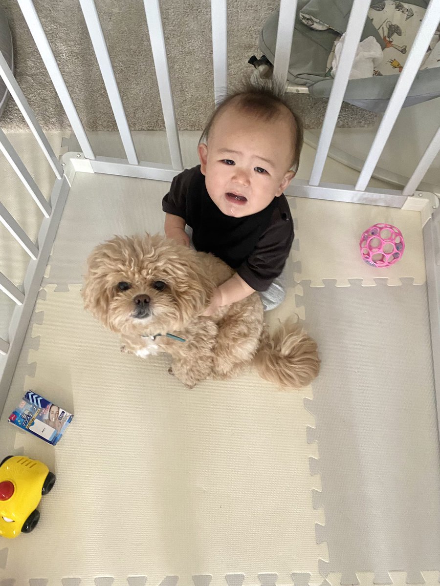 comani_rita's tweet photo. くっつき虫2人がくっつきあっていました👶🏻🧸💗保育園からギャン泣きで帰ってきた坊ちゃんを心配してすぐ駆け寄ってたお姉ちゃん。弟心配しててすごいかわいかた😢優しいお姉ちゃんがいてしあわせだね！！昨夜はごはん中グズグズでずっとママにくっついてた坊ちゃんでした。ばく https://t.co/2J22rU9CzJ