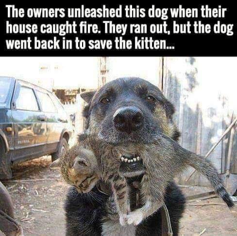 Dalbodog's tweet photo. A true hero ❤️ https://t.co/IqxUTZuDL9