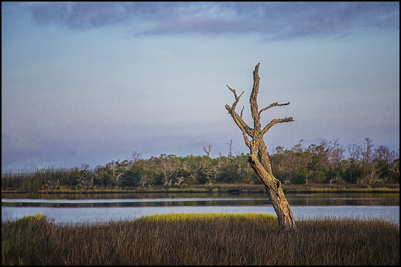 RDDecker's tweet image. Tree Skeleton in the Morning Light fine art photograph. Get it at bob-decker.pixels.com/featured/tree-…
#AYearForArt #BuyIntoArt #fineart #wallart #naturephotography #fineartphotography #wetlands #homedecor #photography #art #wetlands #Croatan #NorthCarolina #landscape #sunrise