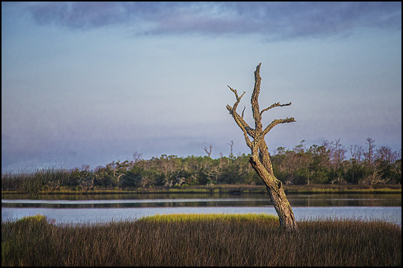 Tree Skeleton in the Morning Light fine art photograph. Get it at bob-decker.pixels.com/featured/tree-… #AYearForArt #BuyIntoArt #fineart #wallart #naturephotography #fineartphotography #wetlands #homedecor #photography #art #wetlands #Croatan #NorthCarolina #landscape #sunrise