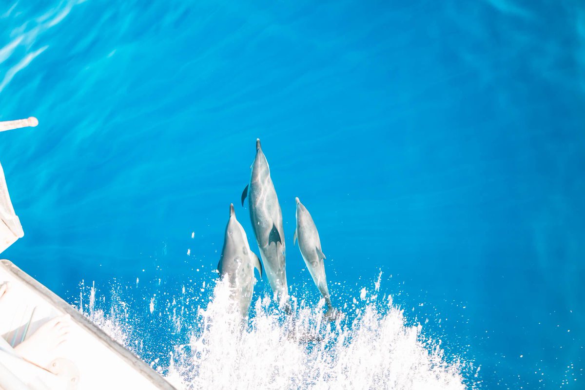 DolphinsAndYou's tweet photo. Whether you're an avid nature enthusiast, a family seeking a remarkable experience, or simply looking to connect with the wonders of the ocean, this Dolphins Tour in Oahu is an opportunity you don't want to miss.🐬🐬 #hawaii #aloha #luckywelivealoha #oahu #oahutours #visithawaii https://t.co/wGk7eSibOW