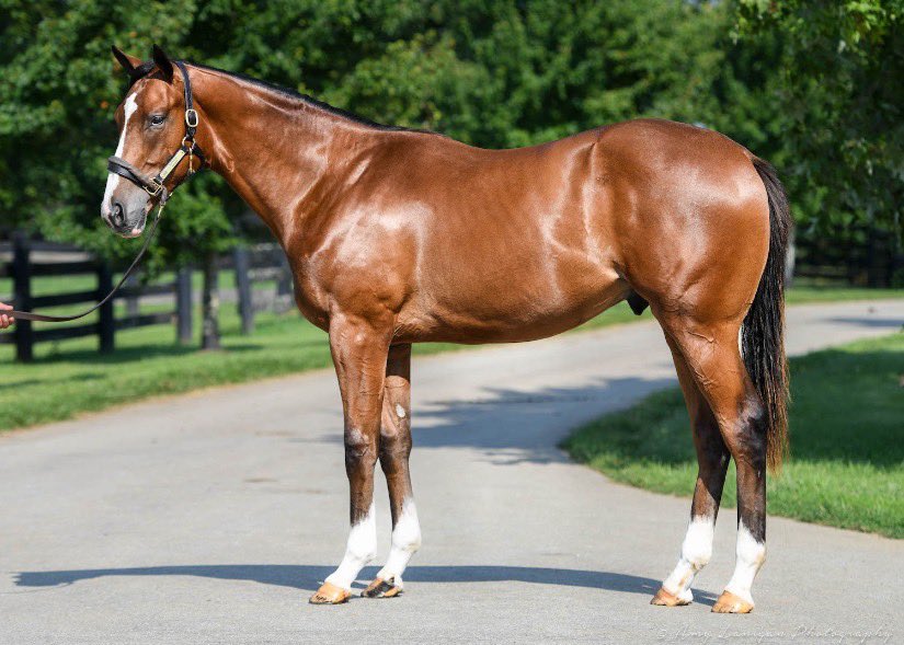 spendthriftfarm's tweet photo. How it started ➡️ How it’s going. 
This fancy colt from the 1st crop of Horse of the Year AUTHENTIC starts the session off at @FasigTiptonCo Saratoga hammering for $400k to @MyRacehorse which campaigned Authentic himself along with us! Bred by @craigbrogden @MachmerHall 👏 🌹 https://t.co/ERQ1nUHhqE