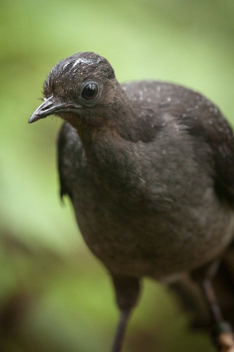 Dr. Vicky Austin (@avianbehaviour) on Twitter photo Was fun to be a part of this article by @CarlyCassella for <a href="/bioGraphic/">bioGraphic</a>! Male #lyrebirds are great...but female lyrebirds are better :D "Rights for females!" Photos by the amazing Meghan Lindsay #ornithology #femalebirdsong
biographic.com/call-of-the-li⦠Was fun to be a part of this article by @CarlyCassella for <a href="/bioGraphic/">bioGraphic</a>! Male #lyrebirds are great...but female lyrebirds are better :D "Rights for females!" Photos by the amazing Meghan Lindsay #ornithology #femalebirdsong
biographic.com/call-of-the-liā¦