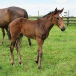 Photo by Rogerson Racing (@RogersonStables)