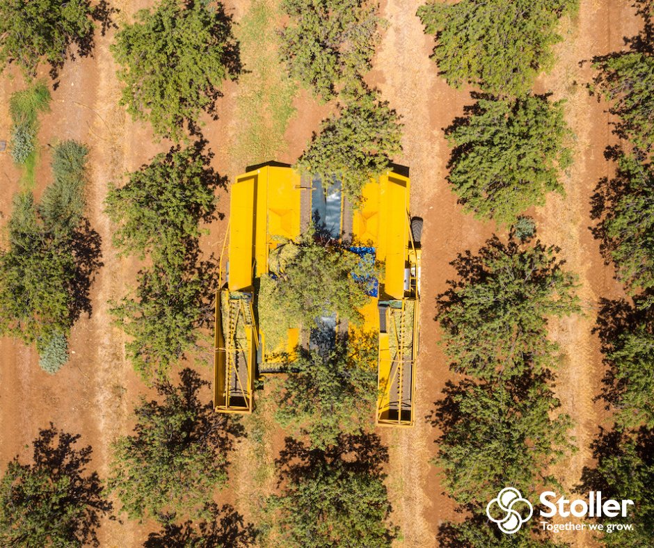 StollerUSA's tweet photo. From pistachios to pecans to almonds, tree nuts can be one of the most challenging crops to grow, and it’s can be year round battle with weather, diseases, and pests.
https://t.co/U5ajfFU9r8 #StollerUSA #Agriculture #Farm #Farming #Harvesting #AgricultureLife #Harvest #treenuts https://t.co/QM98RA3a6z