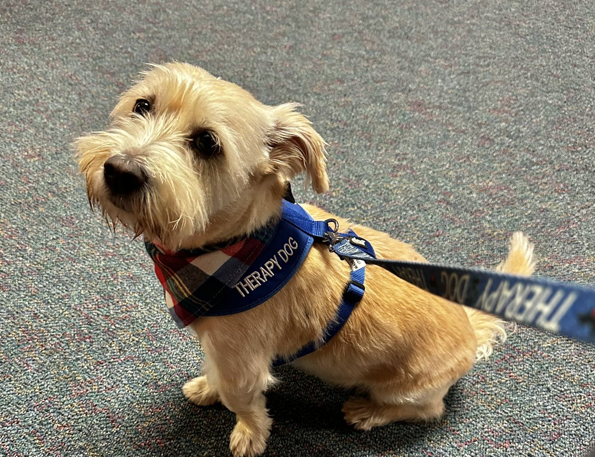 Angel Paws CFBC tweet media