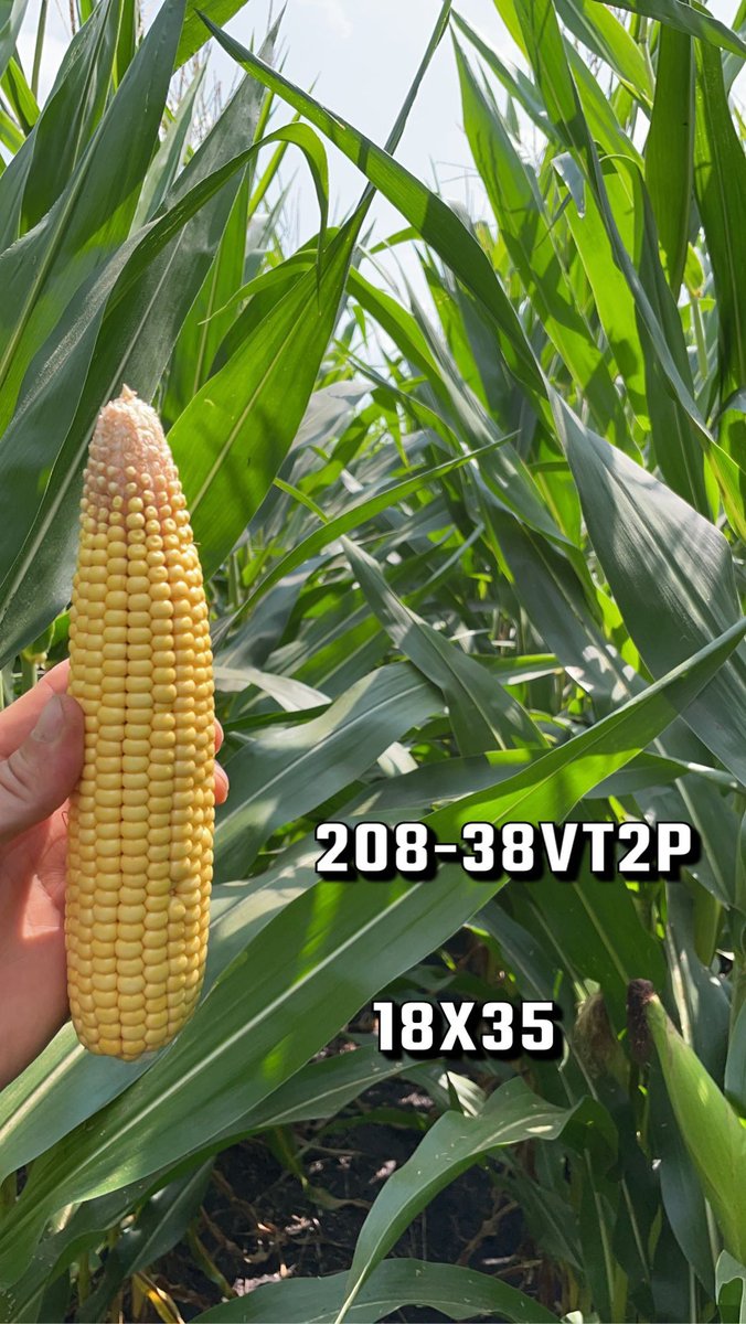 Iowa_Channel's tweet image. Two of steady, reliable products that are showing consistency and
agronomics yet again in 2023 despite stressful conditions! #PlacedToPerform #ChannelYields