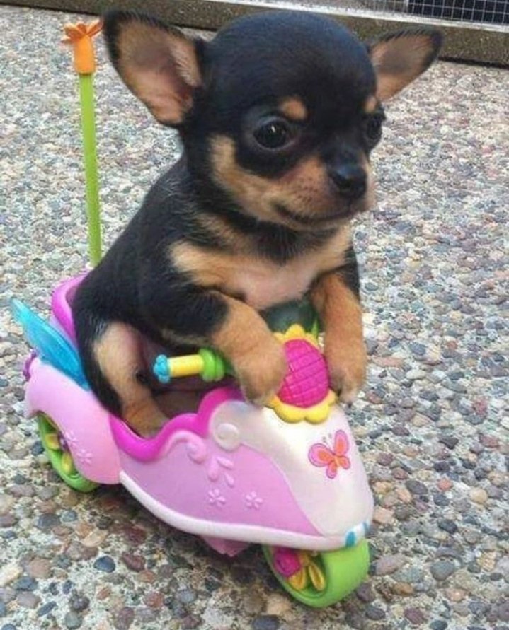 Puppieslover's tweet photo. Awww such a cute puppy โค๏ธ https://t.co/ZPVBxfPgM9