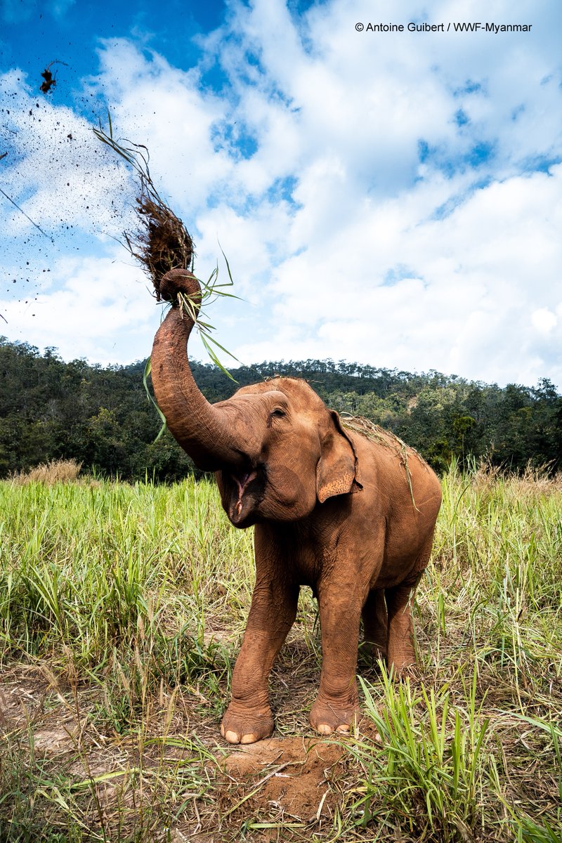 🐘🐘 ¡Esta semana celebramos a los elefantes! Estas fascinantes y enormes criaturas ayudan a mantener los ecosistemas de bosques y sabanas saludables para otras especies y están vinculados a la rica biodiversidad. Además, son importantes ingenieros de los ecosistemas.