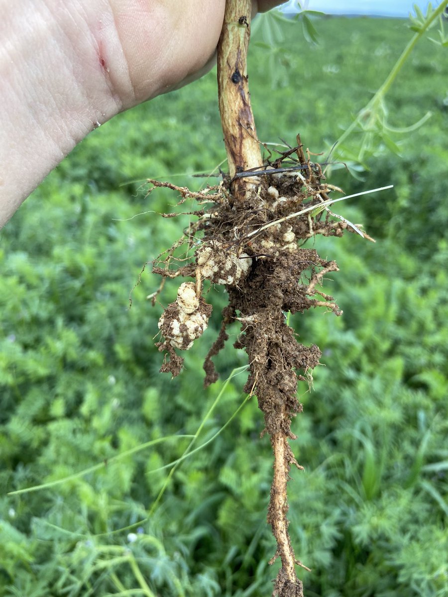 KanePage4's tweet photo. @ajackag13 Fair comment.  Also found a lot at full shovel depth broken off but these are not too bad. Pink inside mostly. https://t.co/XnWRuN8gCq