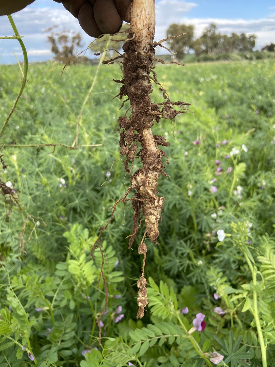 KanePage4's tweet photo. @ajackag13 Fair comment.  Also found a lot at full shovel depth broken off but these are not too bad. Pink inside mostly. https://t.co/XnWRuN8gCq