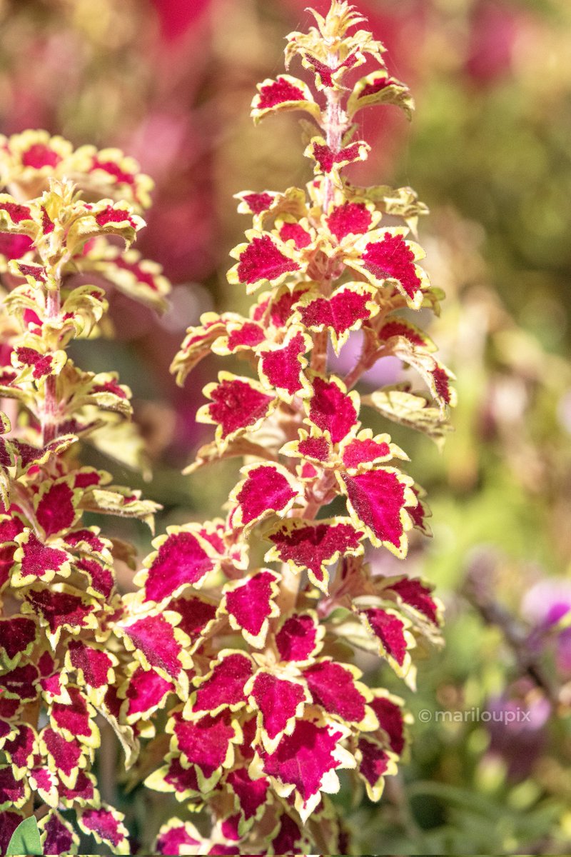 Mariloupix📸 tweet media