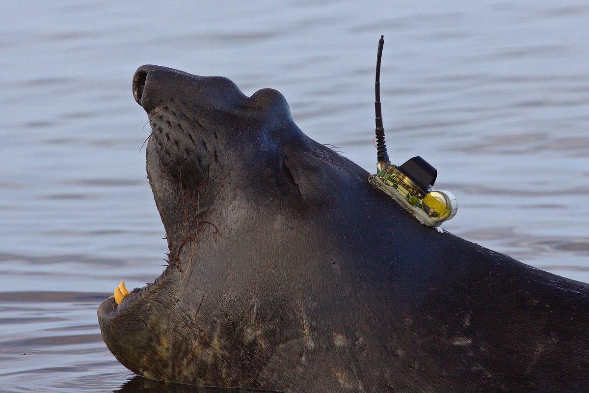 The latest study tracking deep-diving seals reveals new ocean depths + seascapes beneath the East Antarctic. The study also uncovered detailed information about the waterways that erode the ice shelves from below.

STORY: antarctic.org.au/seals-uncover-…

PAPER: nature.com/articles/s4324…