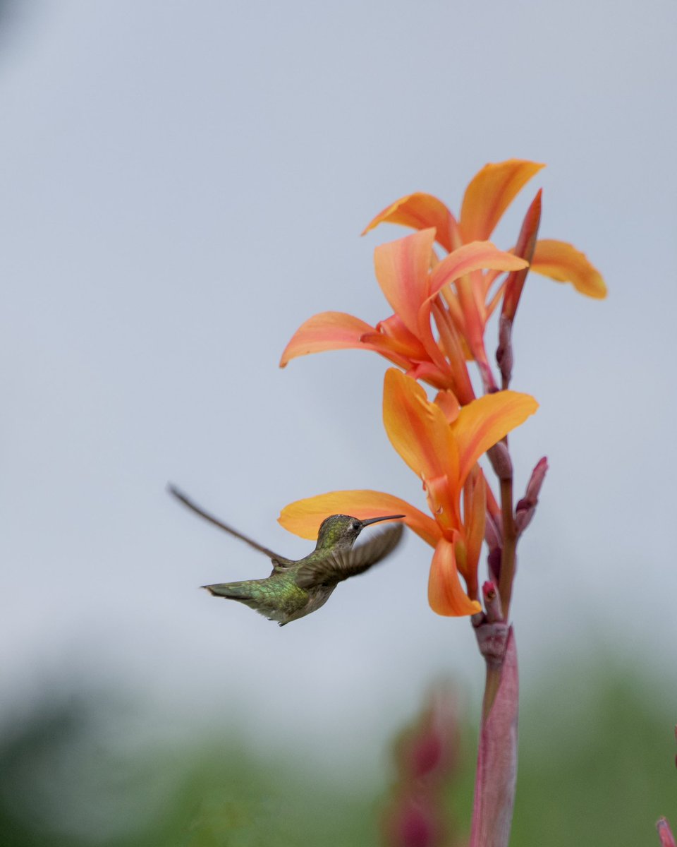 Aaron Burden tweet media