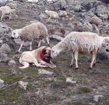 Dalbodog's tweet photo. The sheep comforts the shepherd dog after he has fought with the wolves to defend his flock.
An image that has much to teach us. https://t.co/XnU2HrpvNi