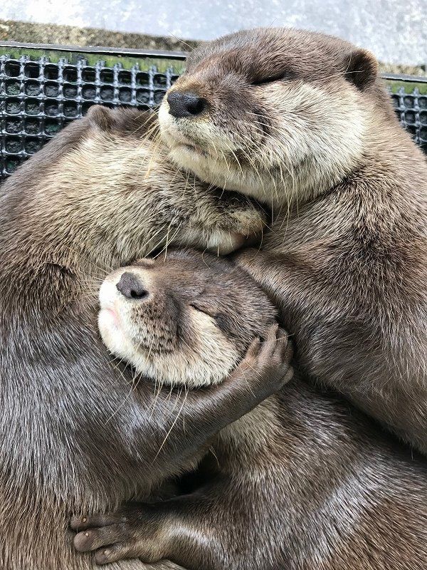 Otter(s) an Hour tweet media