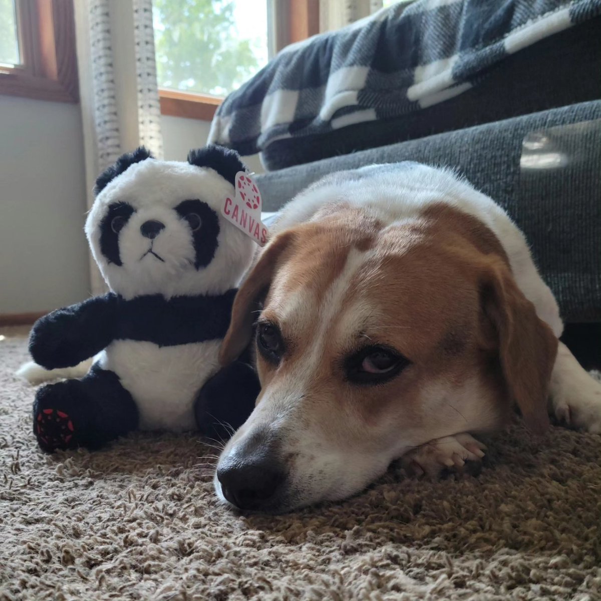 call_me_dr_jk's tweet image. Thanks @instructure and @canvaslms for the Panda 🐼!! 
(Ownership of said 🐼 remains contested❤️.) 
#instcon23 #makingmoments #canvaslms #canvasfam