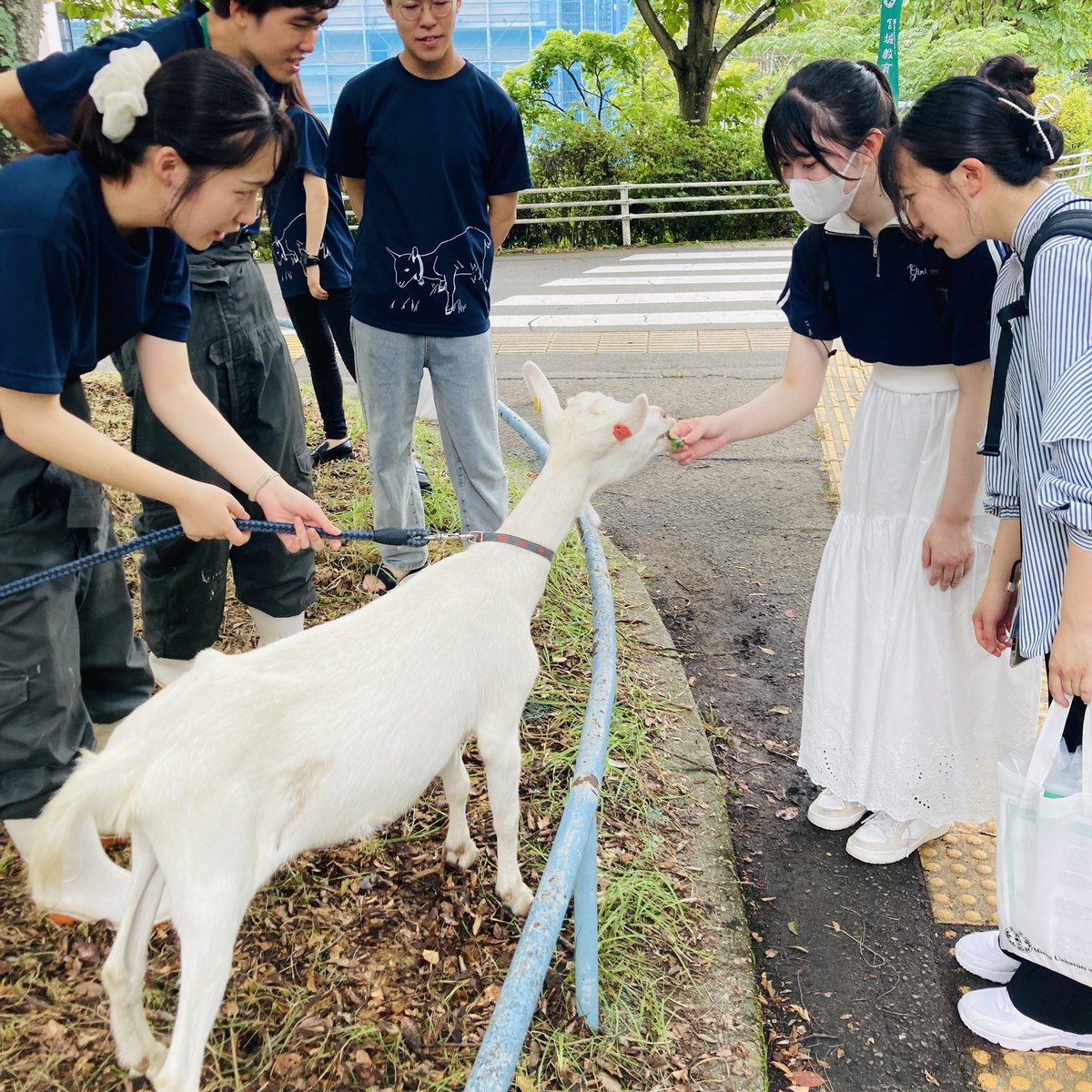 koho_mue's tweet photo. ２号館の前で餌やり体験中🐐 https://t.co/uTKzN8tPhG