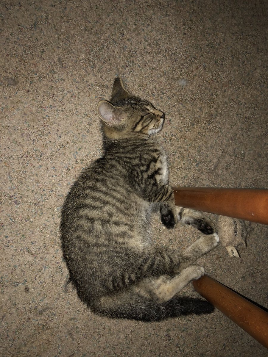helpingpaws13's tweet photo. Little-boy kitty, doesn’t have a name yet. He’s about 3 months old and very friendly for being born and living outside. He likes to come in a few times a day. He’s worn out from playing with his brother and sister and cousins. #CatsOfTwitter #Catsontwitter #Helpingcats https://t.co/5fI15gMkr5